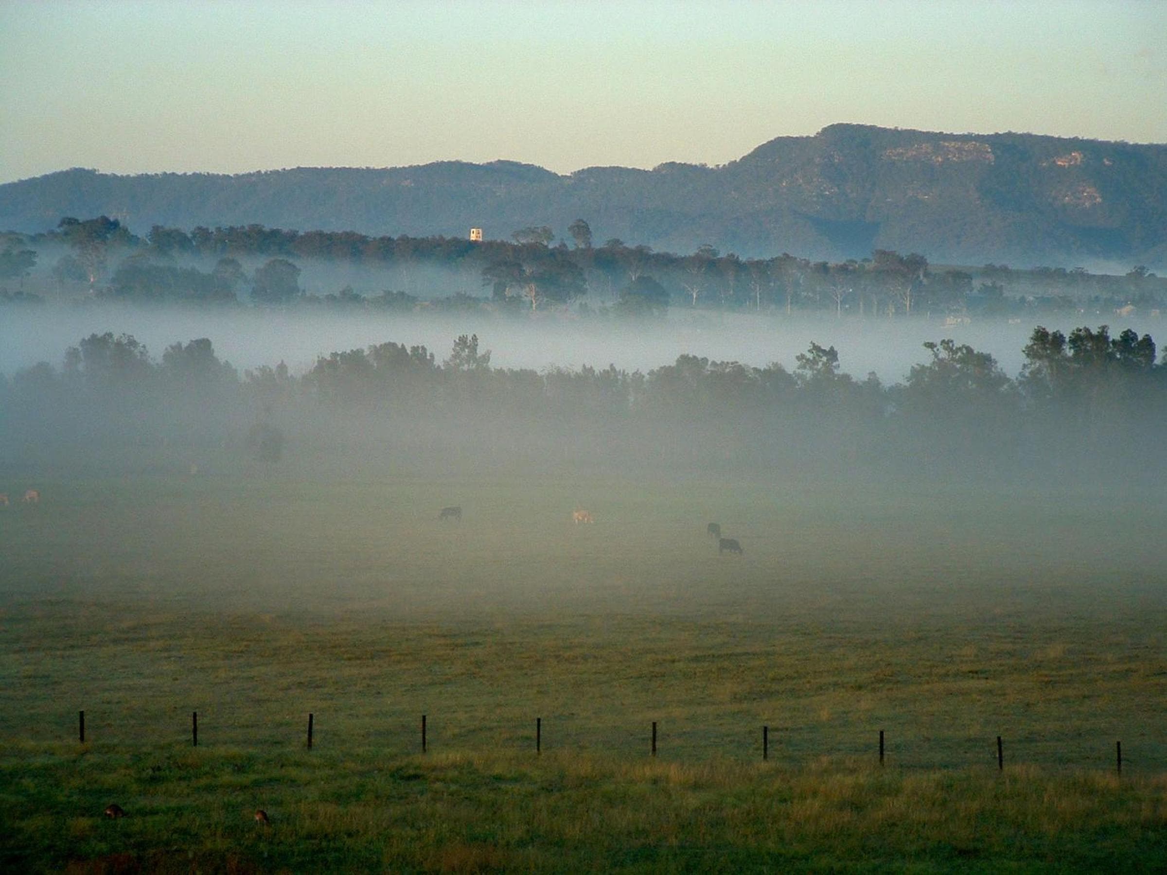 Adina Vineyard, Lovedale, photo 5