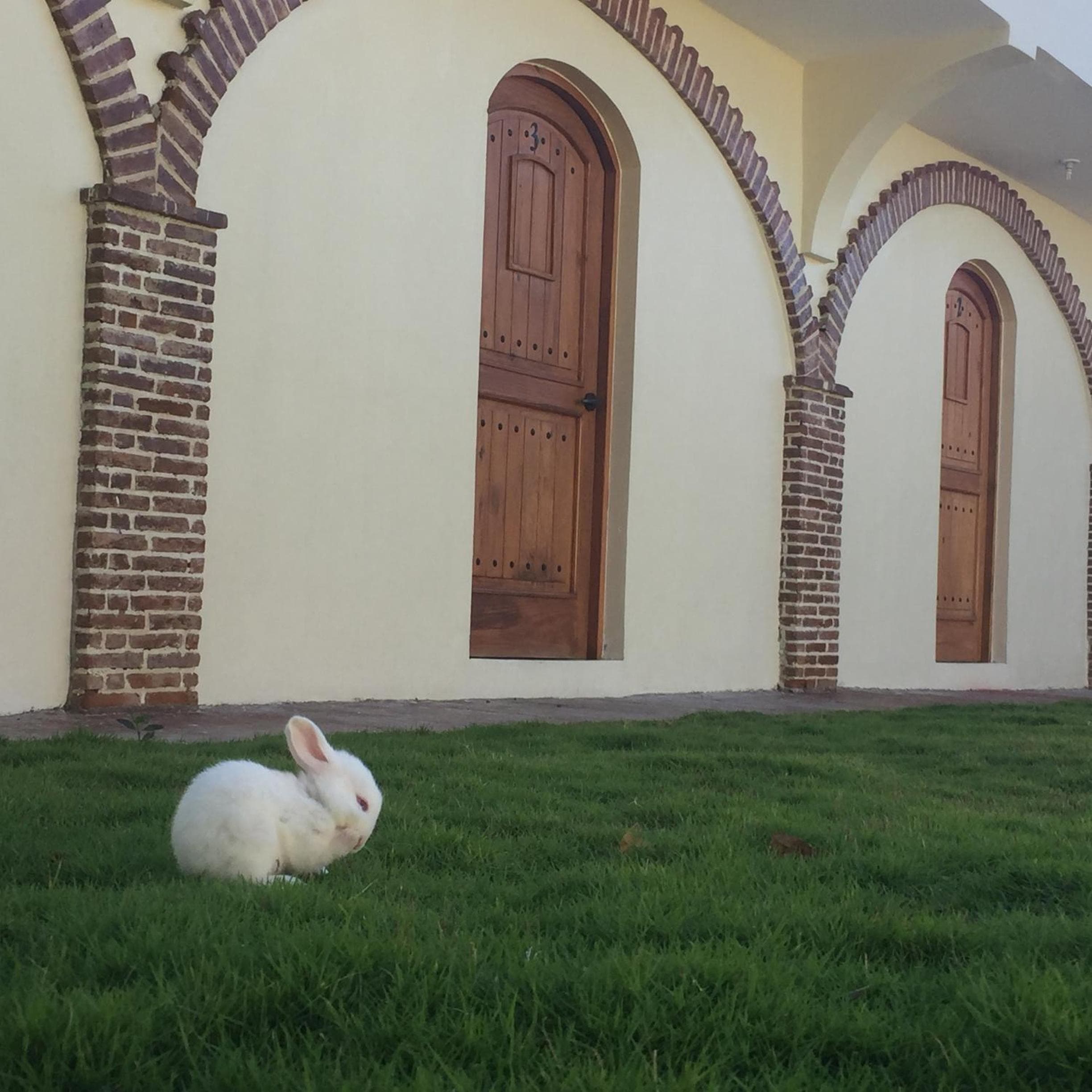 Hotel Yamilí, Punta Cana, photo 4