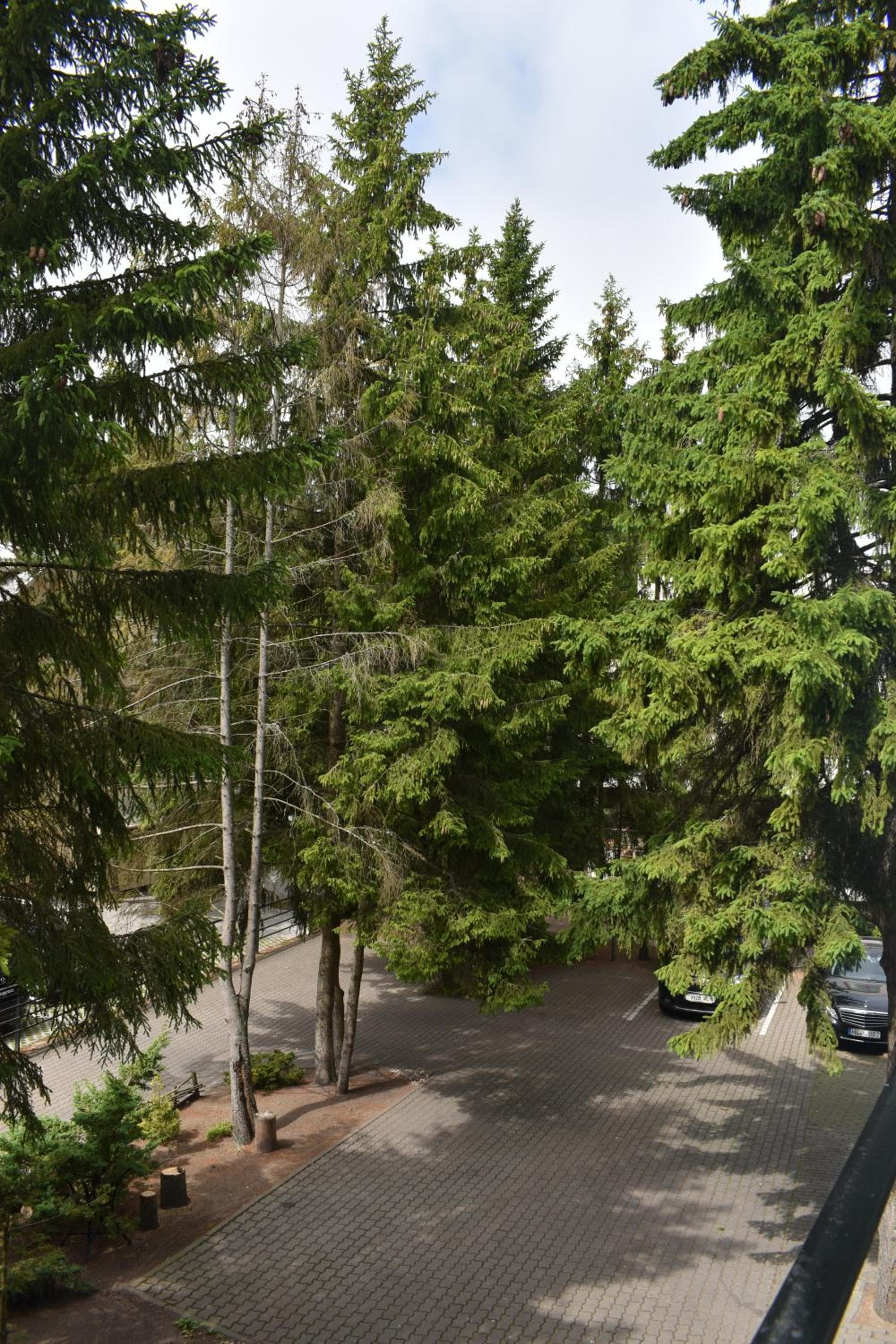 Saulės Krantas, Palanga, photo 6