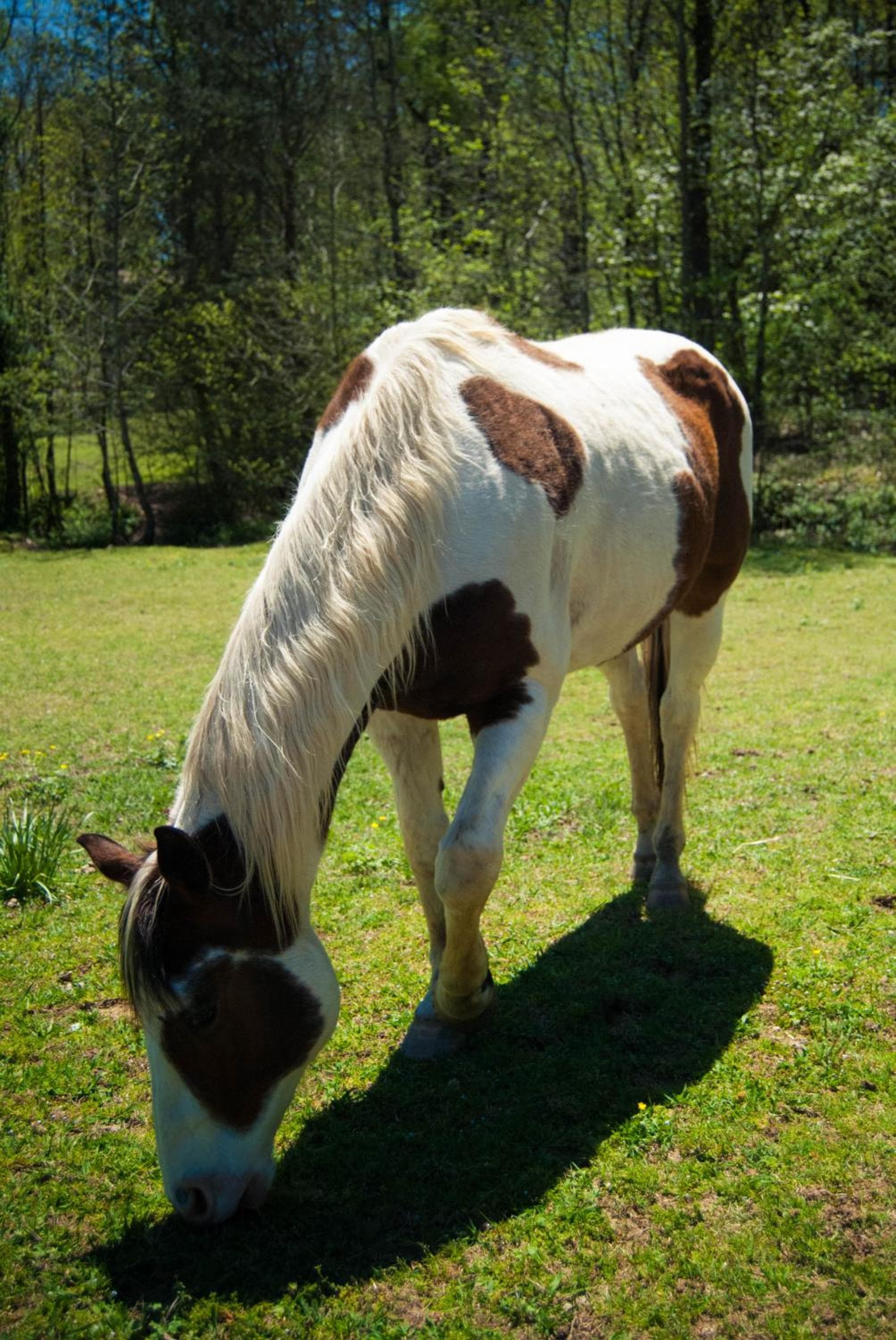 Country Hideaway at Mountain Lakes Resort, Cleveland, photo 6