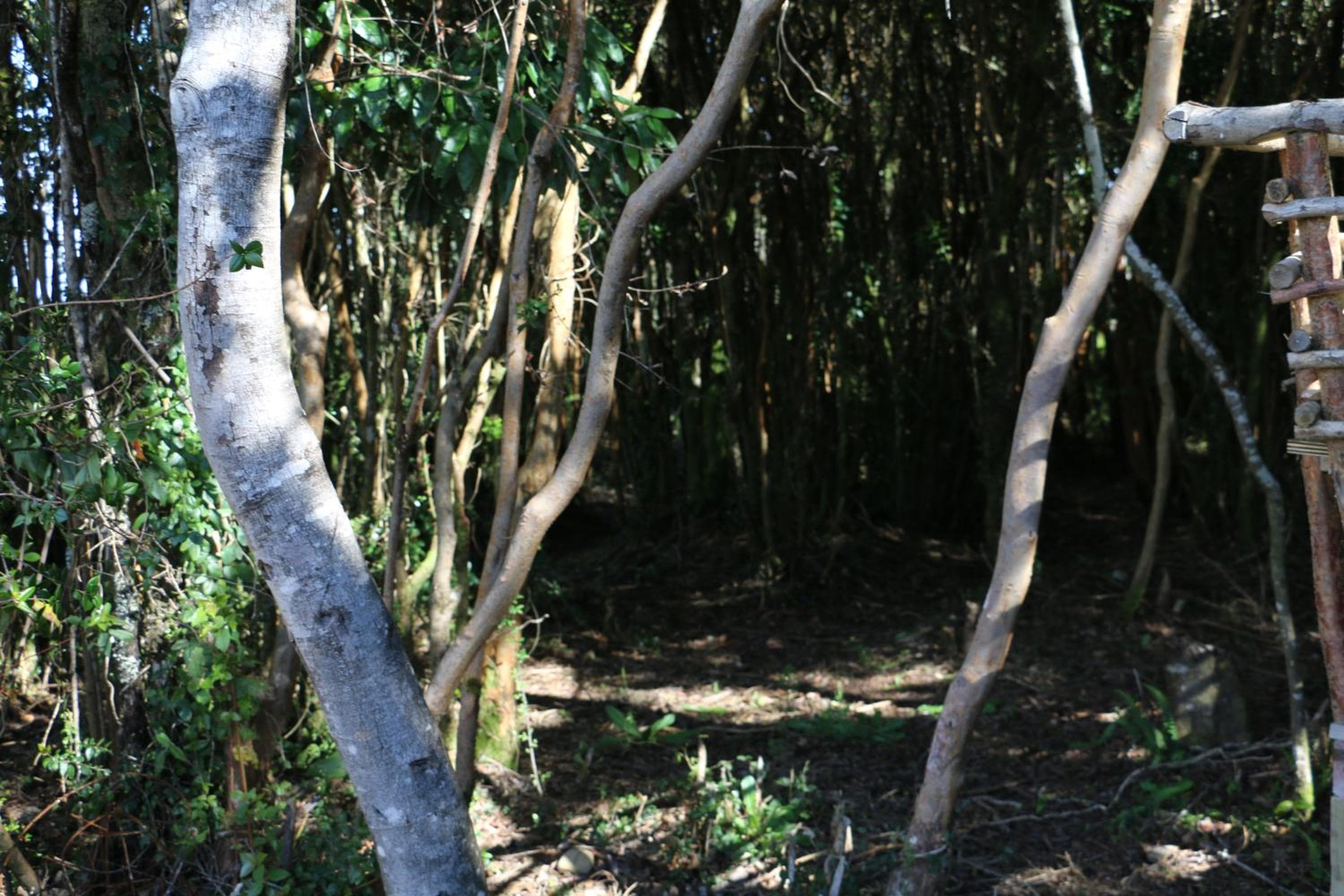 Terrazas de Nercon, Castro, photo 4