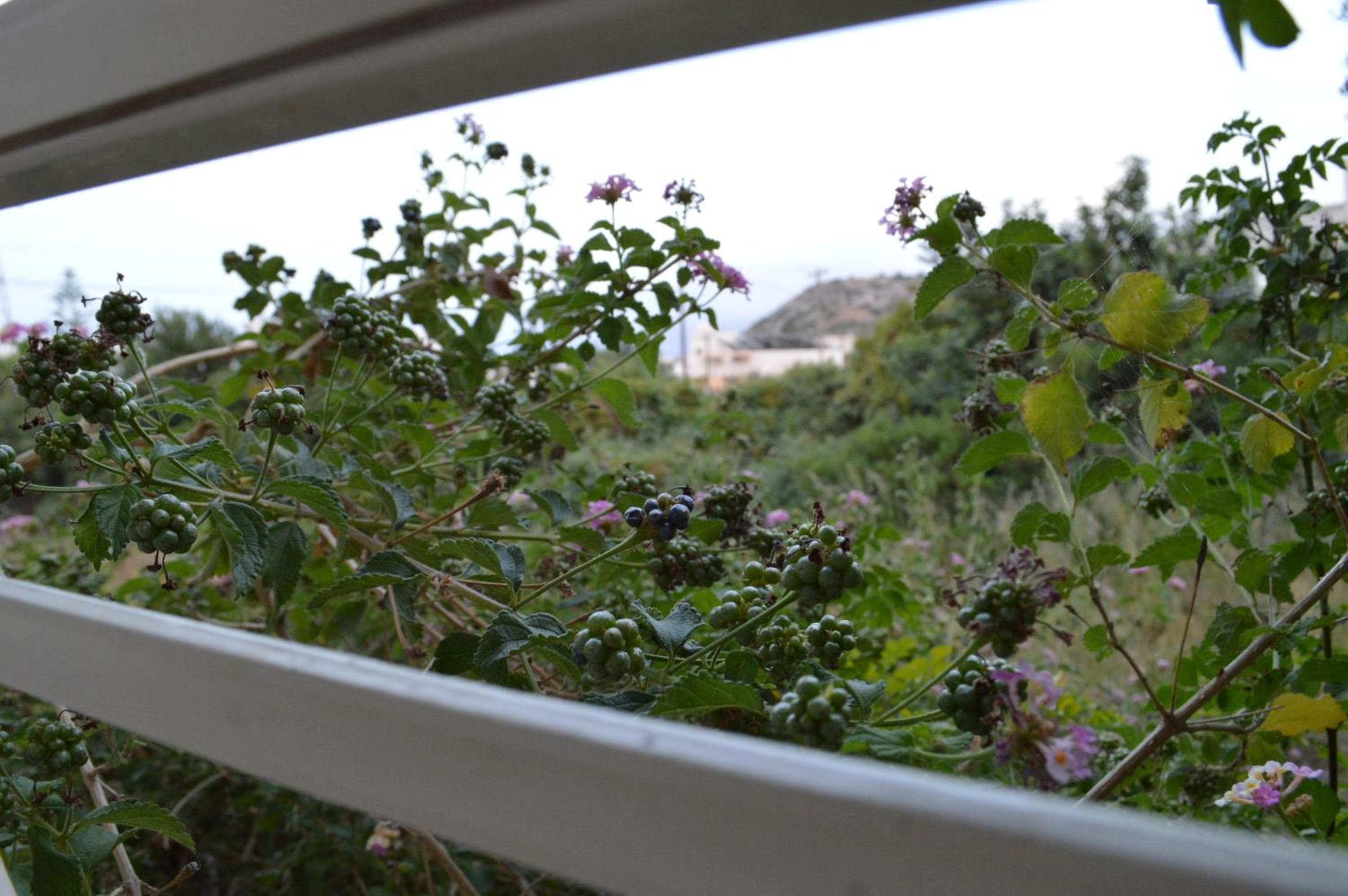 Nikos Apartments, Stalida, photo 2