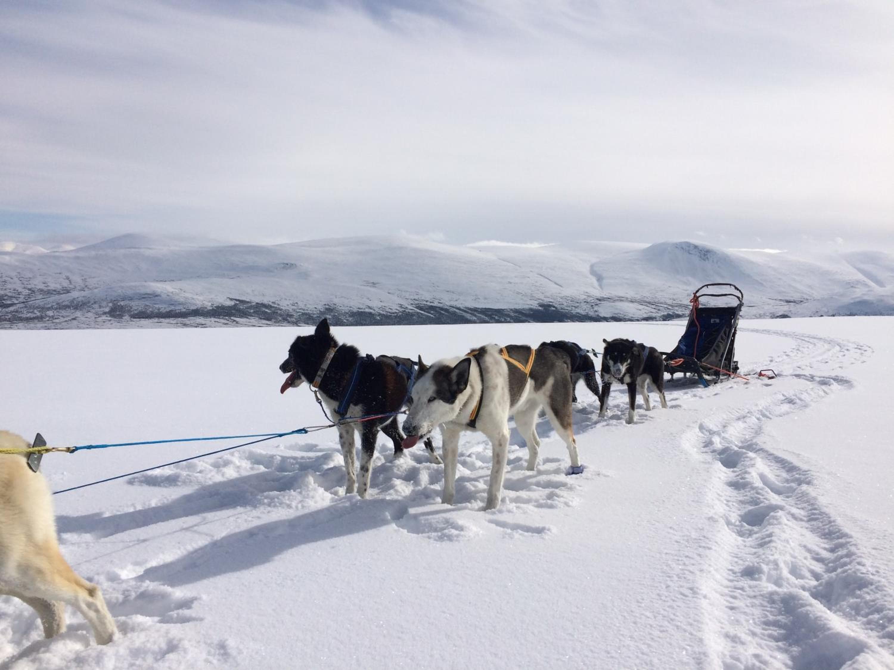 Jotunheimen Husky Lodge, Randsverk, photo 5