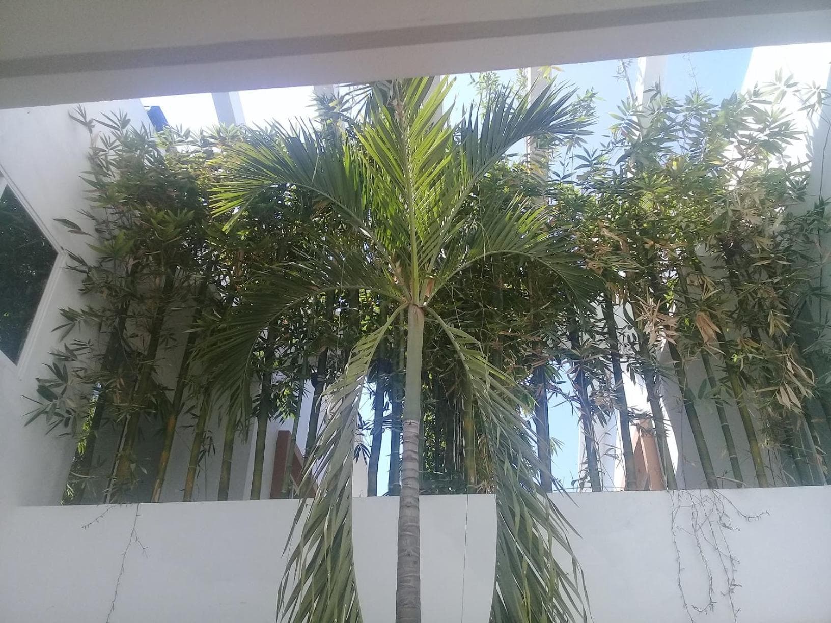 Palmas de Chahue, Santa Cruz Huatulco, photo 2
