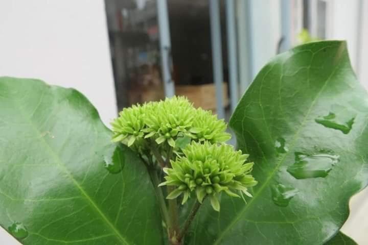 2N Residence, Siem Reap, photo 5