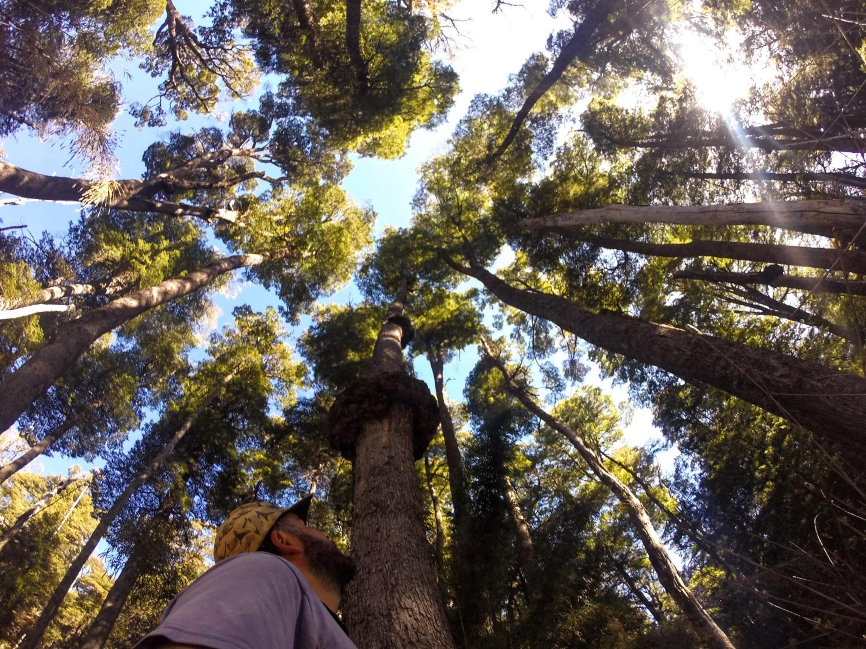 Solar de las Araucarias, San Carlos de Bariloche, photo 6