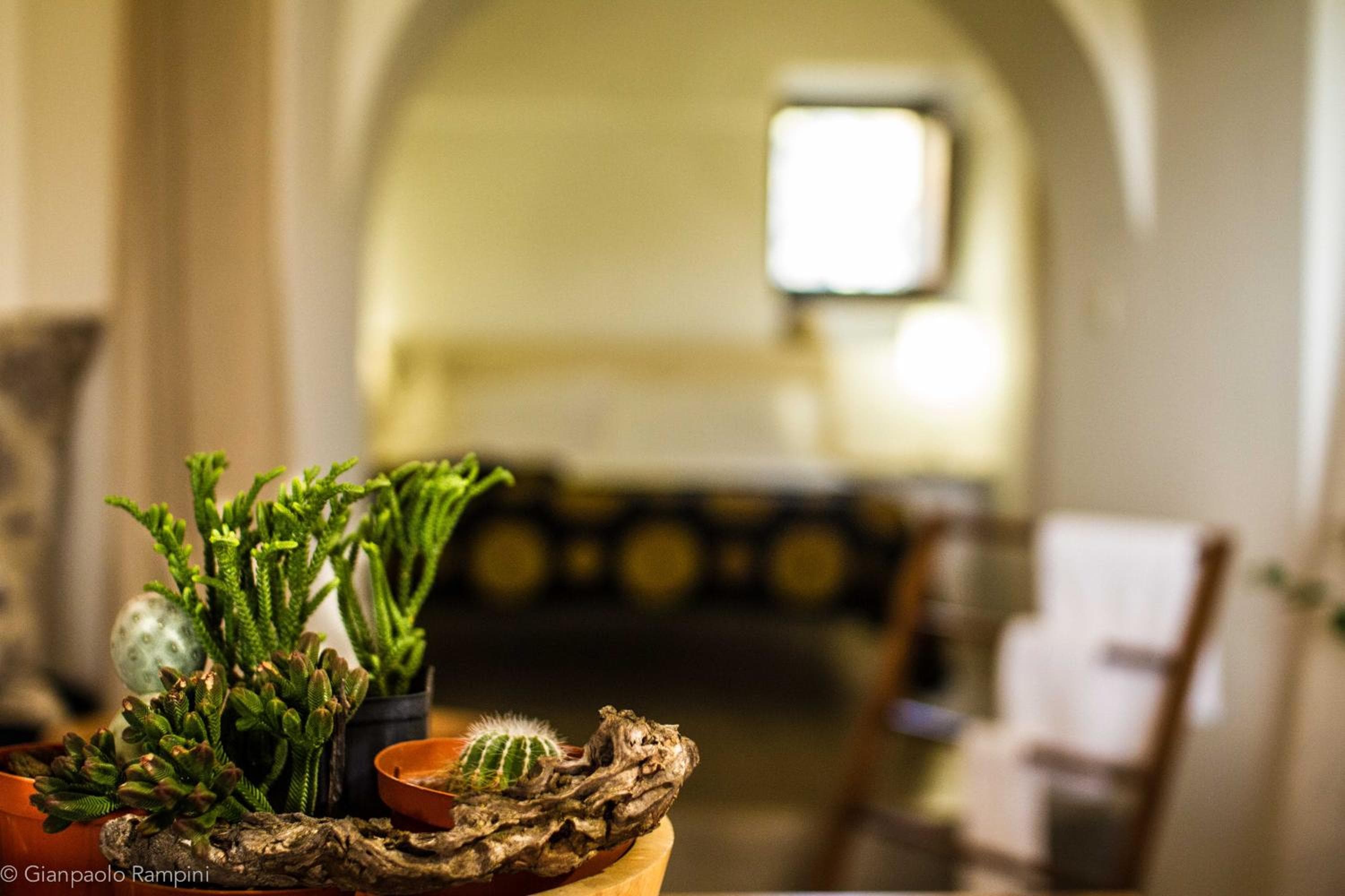 2 Gatti - Sogno, Pantelleria, photo 4