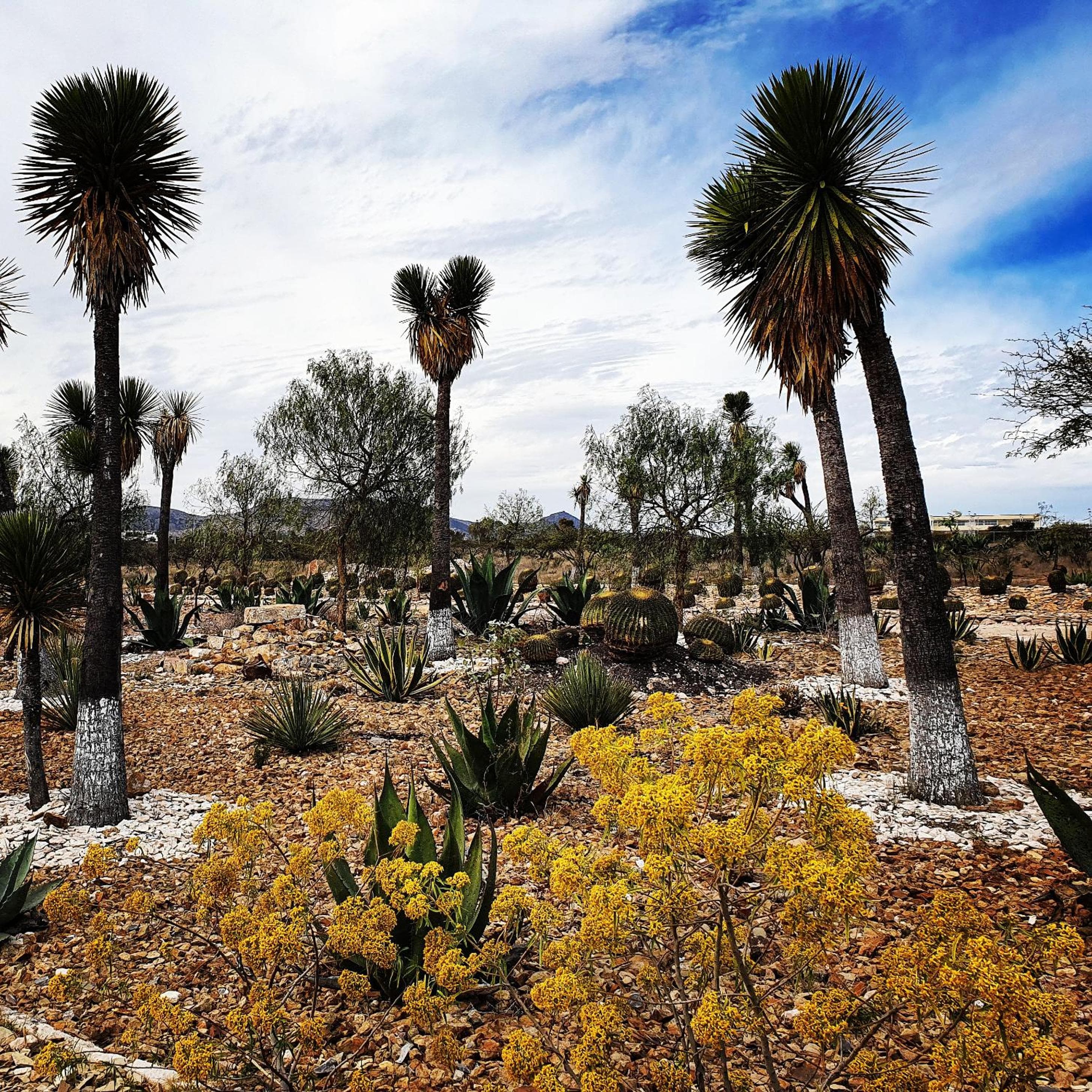 Mineral del Cielo, Mineral de Pozos, photo 6