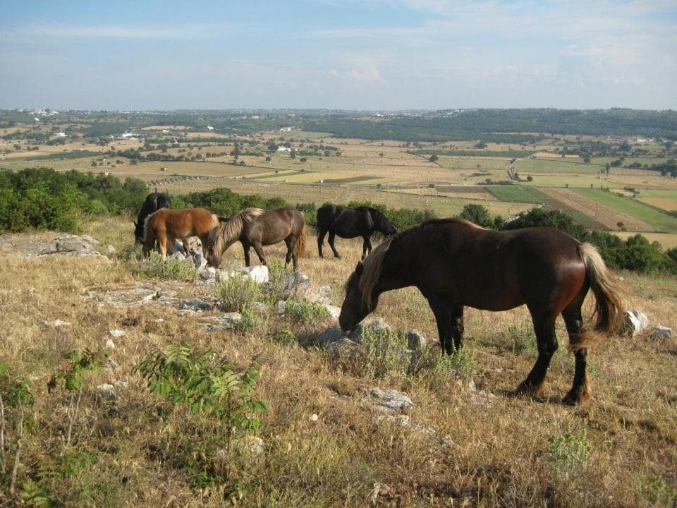 Le Dimore della Via Lattea, Alberobello, photo 5