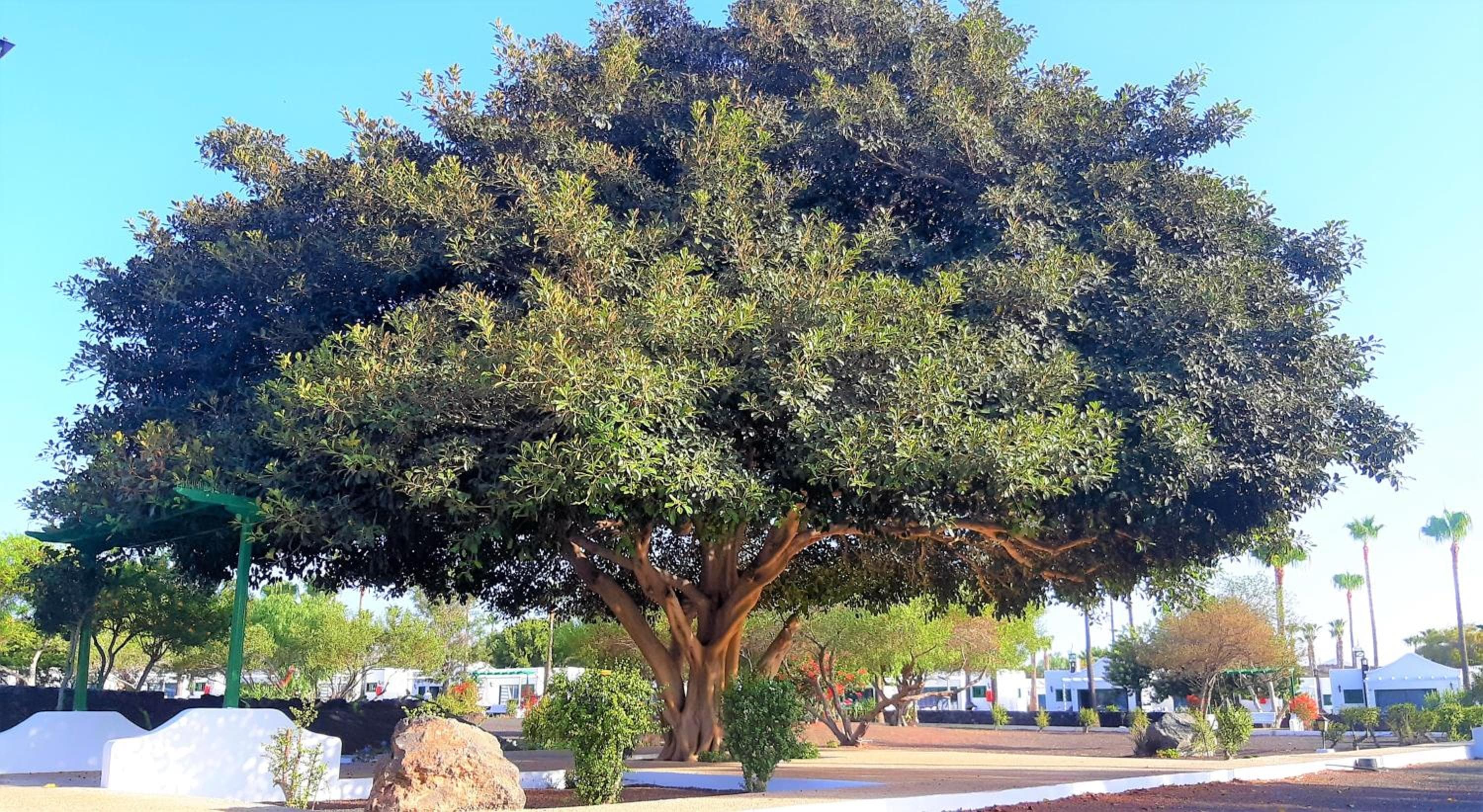 Hyde Park Lane, Puerto del Carmen, photo 4