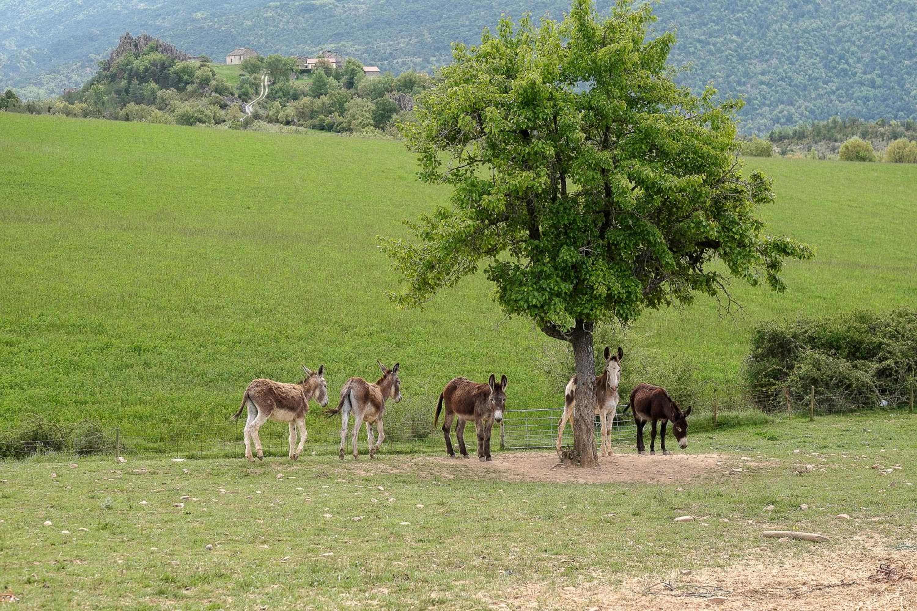 La Borda de Pastores, Sabiñánigo, photo 3