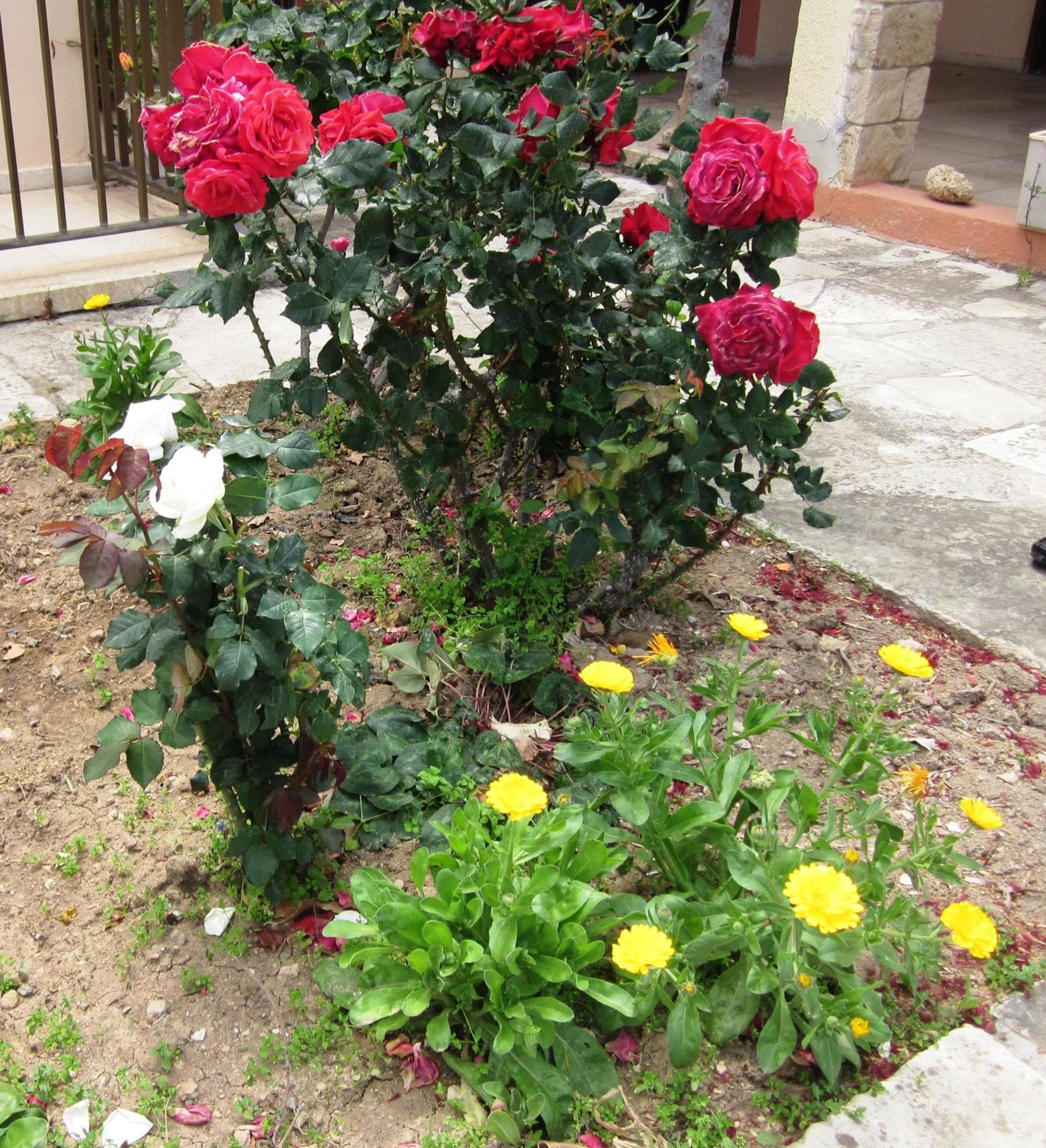 Georgia Apartments, Paphos City, photo 4