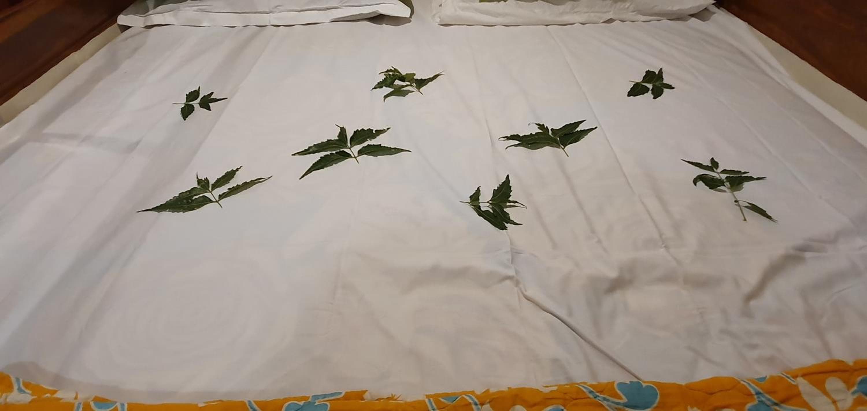 Shree Suites, Kuttālam, photo 3
