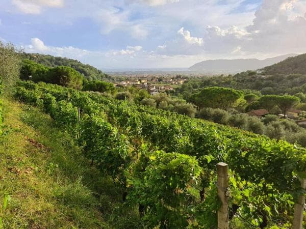 Agriturismo La Carreccia, Luni, photo 3