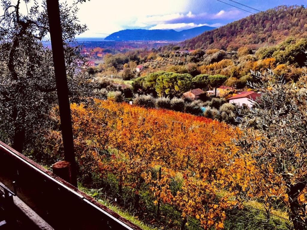 Agriturismo La Carreccia, Luni, photo 4