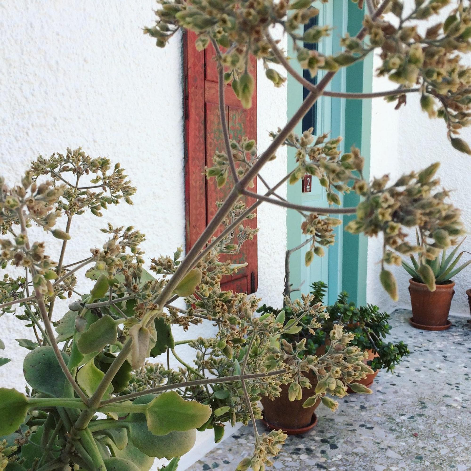 Asterias, Panteli, photo 5