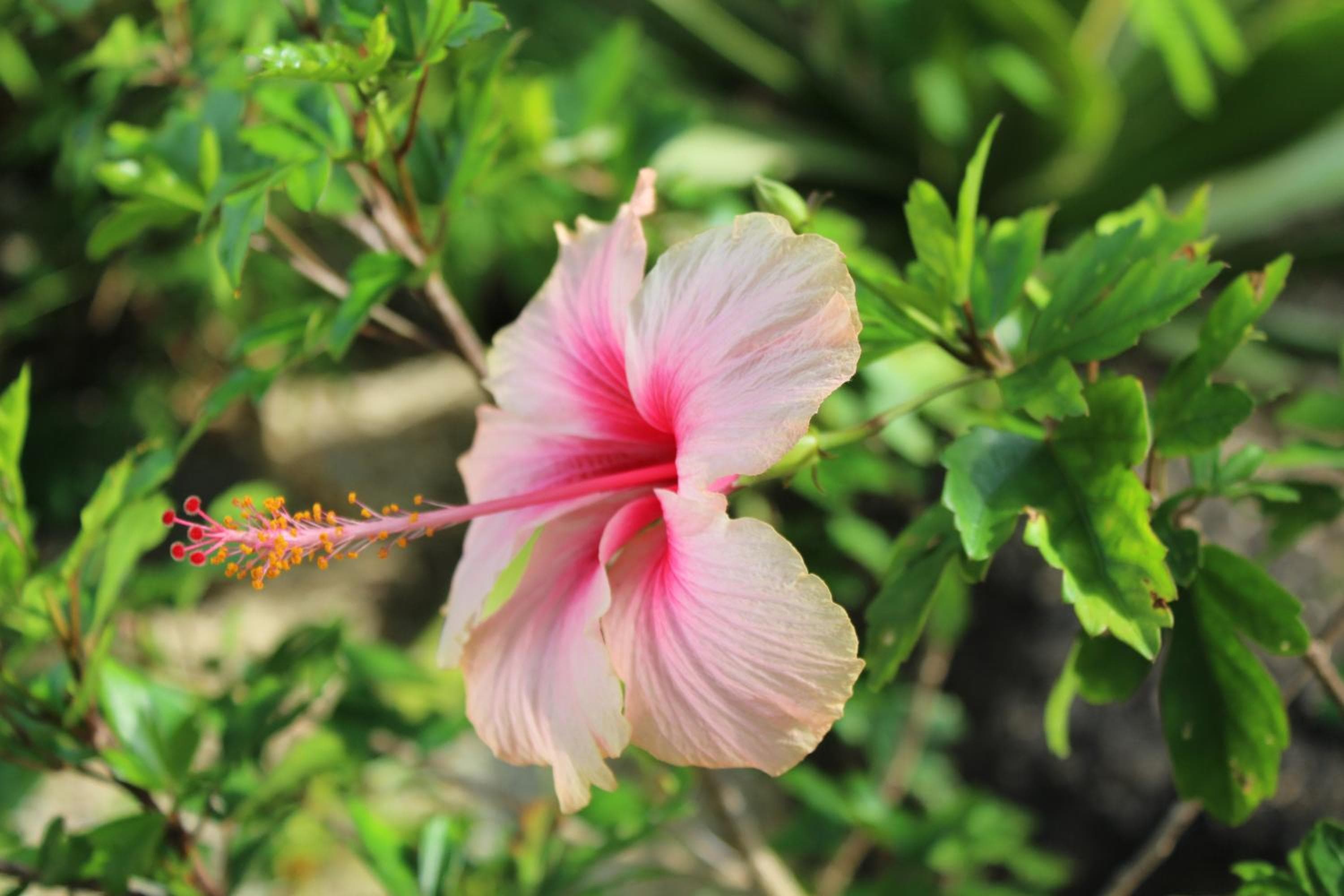 B Happy Resort - SHA ExtraPlus, Kamala Beach, photo 3