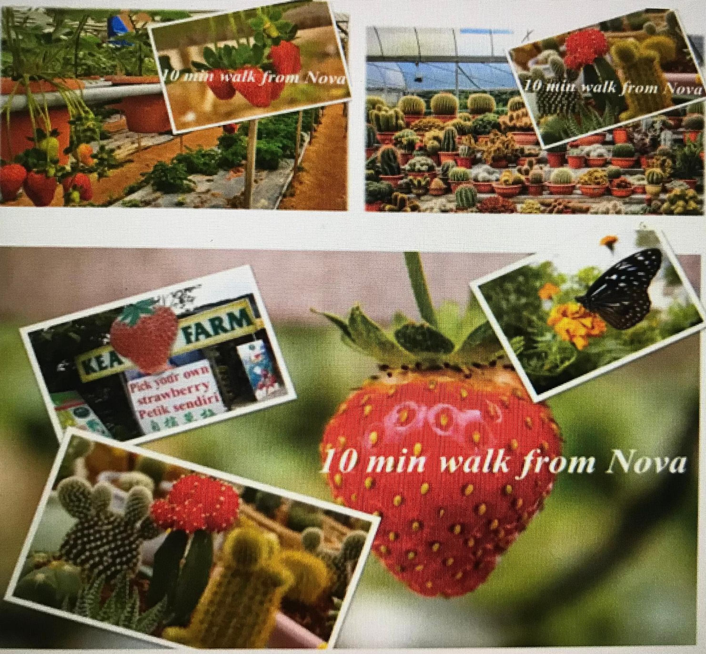 Mountain n Sunrise view, Hilltop Hotel apartment In Nova Cameron Highlands, Brinchang, photo 6