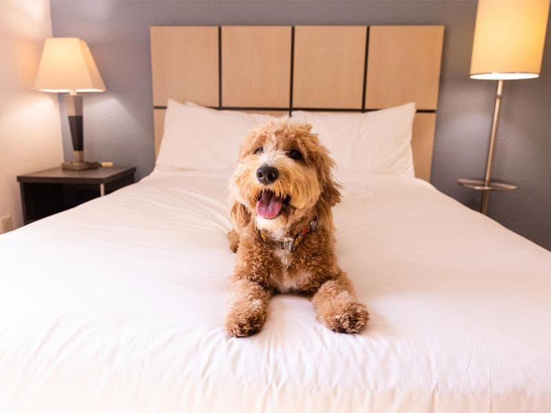 Candlewood Suites Wichita - Airport by IHG, Wichita, photo 6