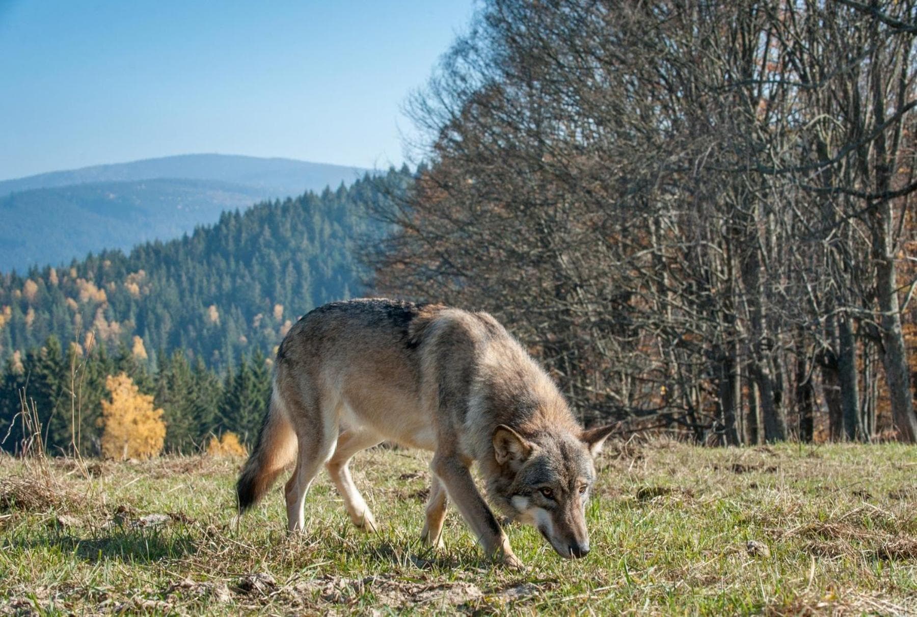 Hillside Strašín Šumava, Strašín, photo 6