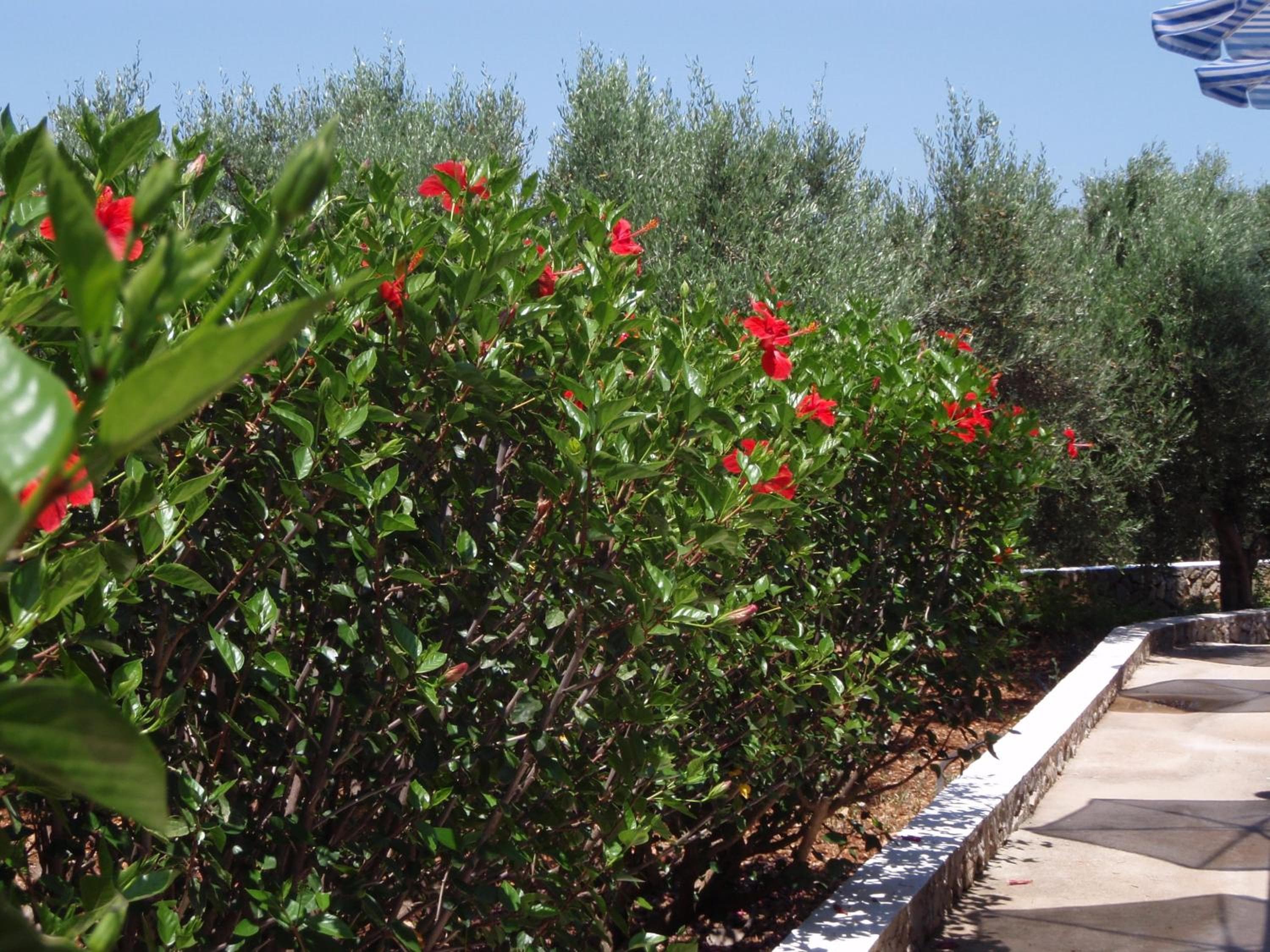 Villas Michalis, Chorafakia, photo 4