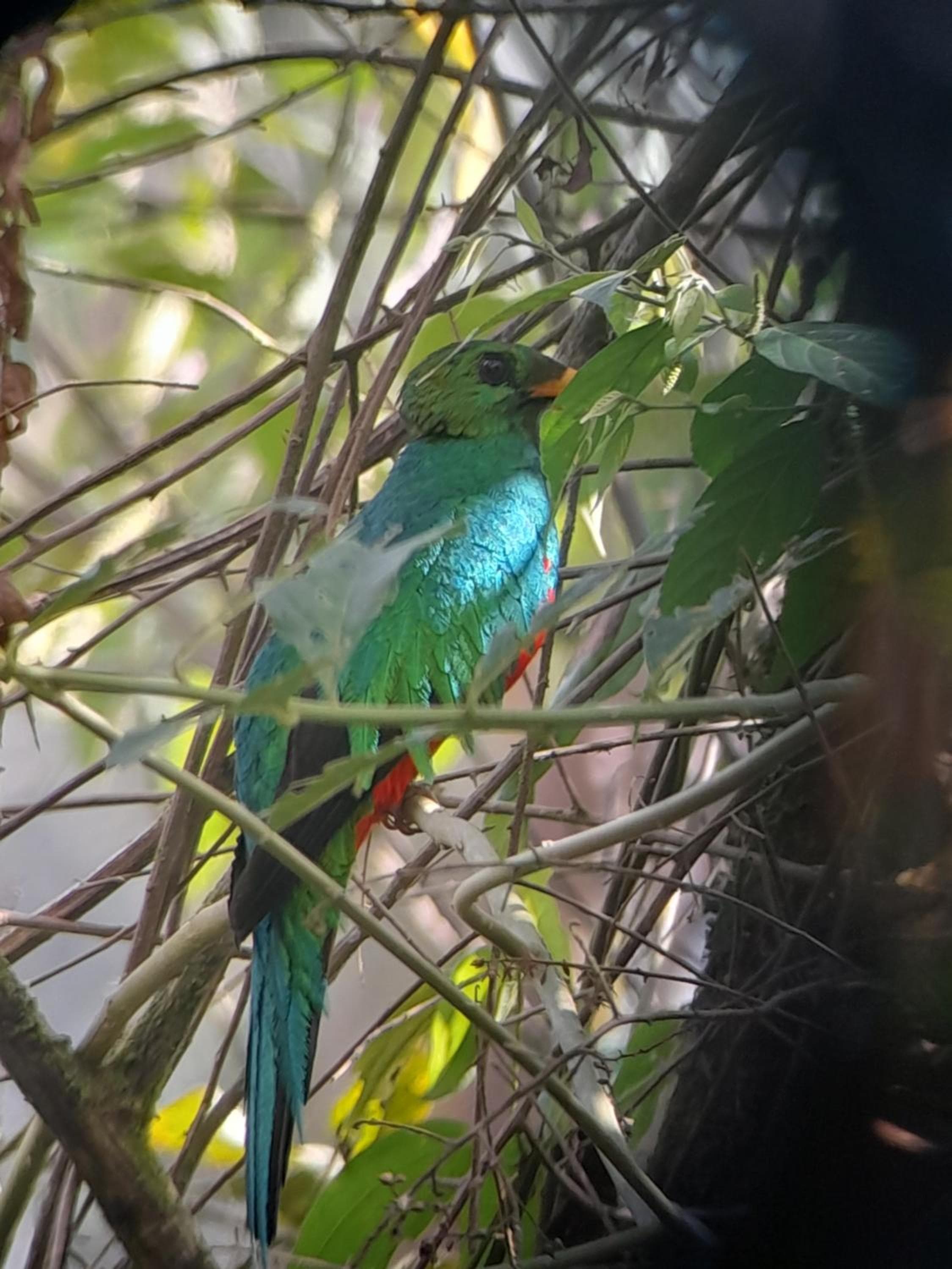 Sendero de las aves, Mindo, photo 3
