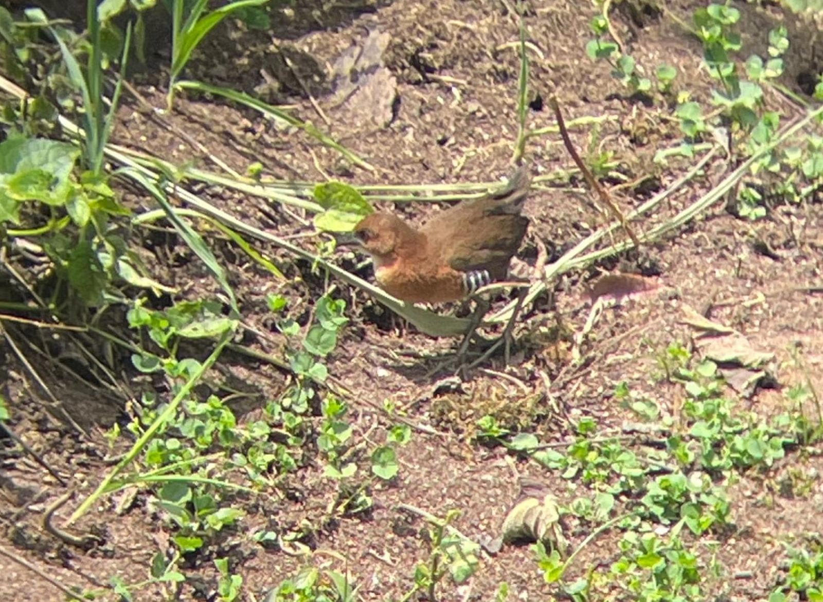 Sendero de las aves, Mindo, photo 5