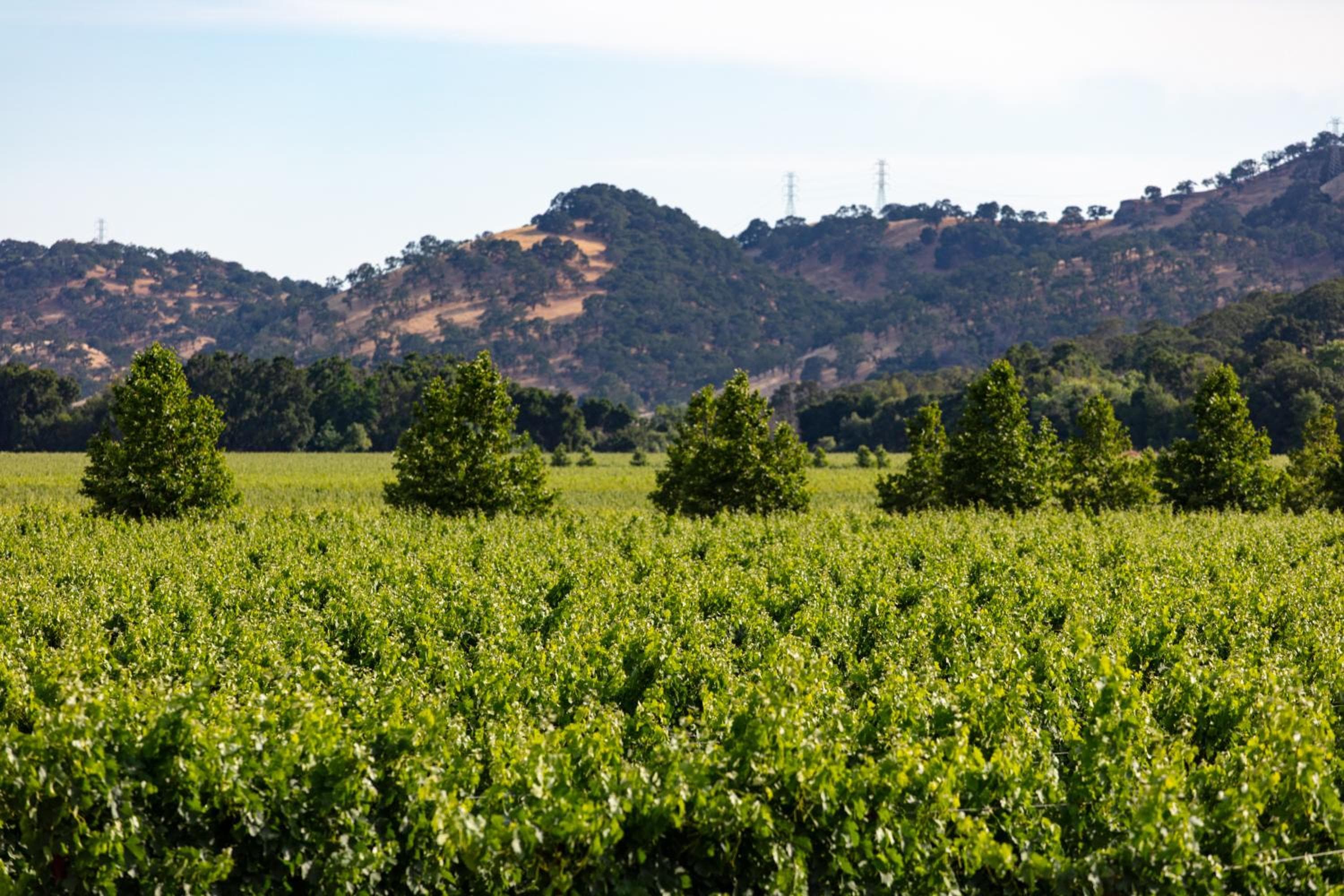 Homewood Suites by Hilton Fairfield-Napa Valley Area, Fairfield, photo 4