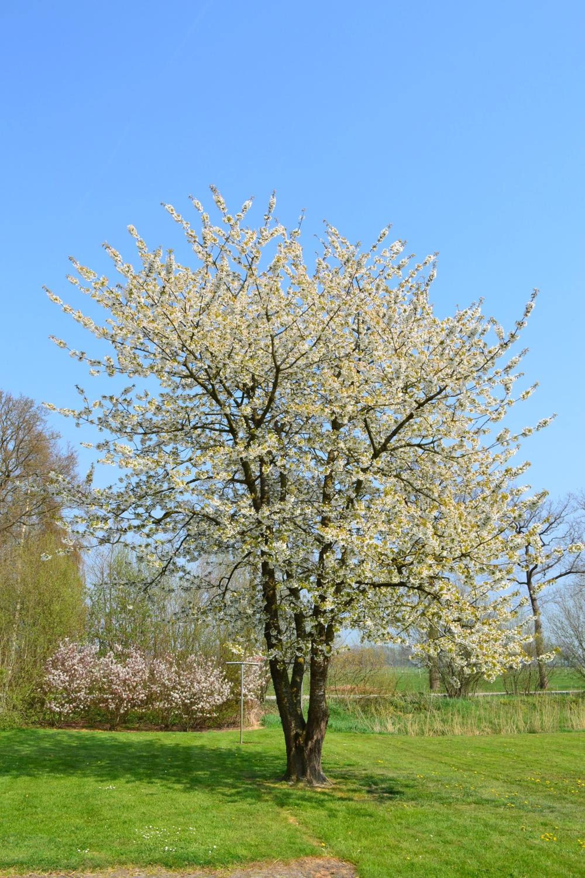 De Veurdeale, Havelte, photo 2