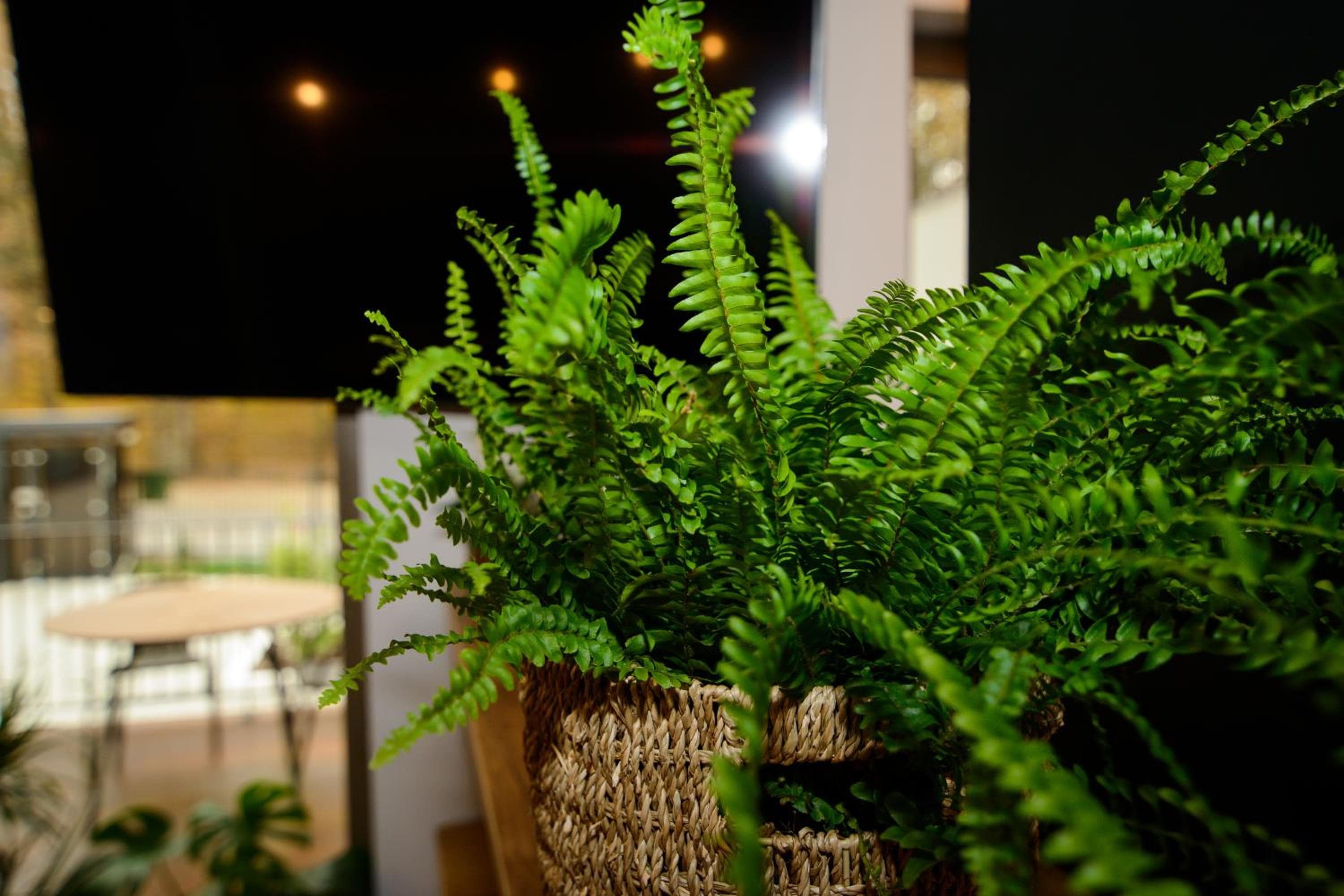 Forest Boutique, Piteşti, photo 2