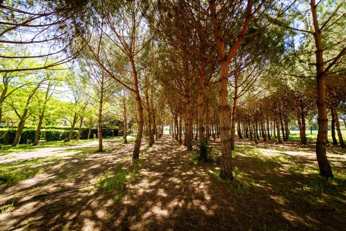 Agriturismo Bio Femminella, Principina a Mare, photo 4