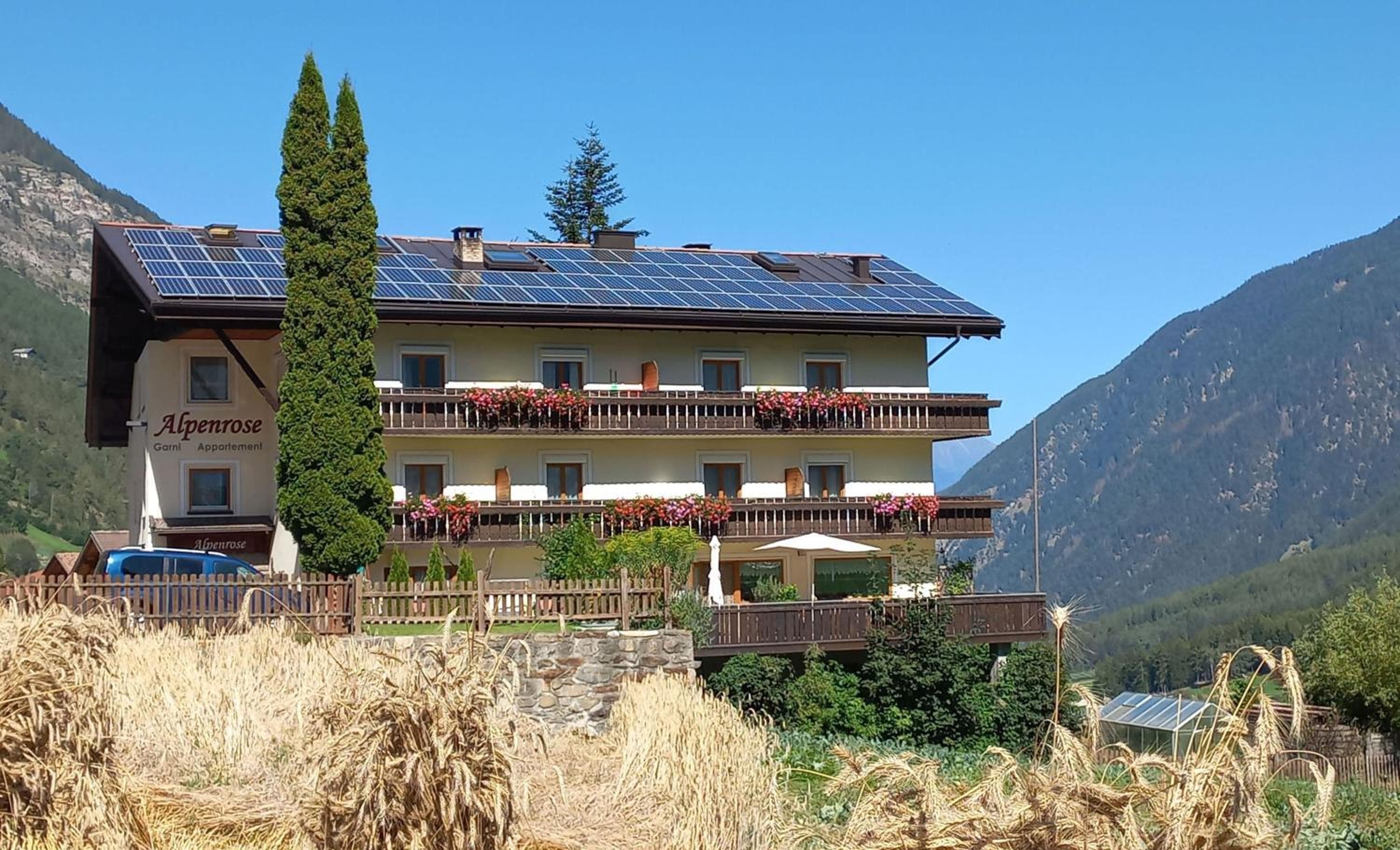 Alpenrose, Martello