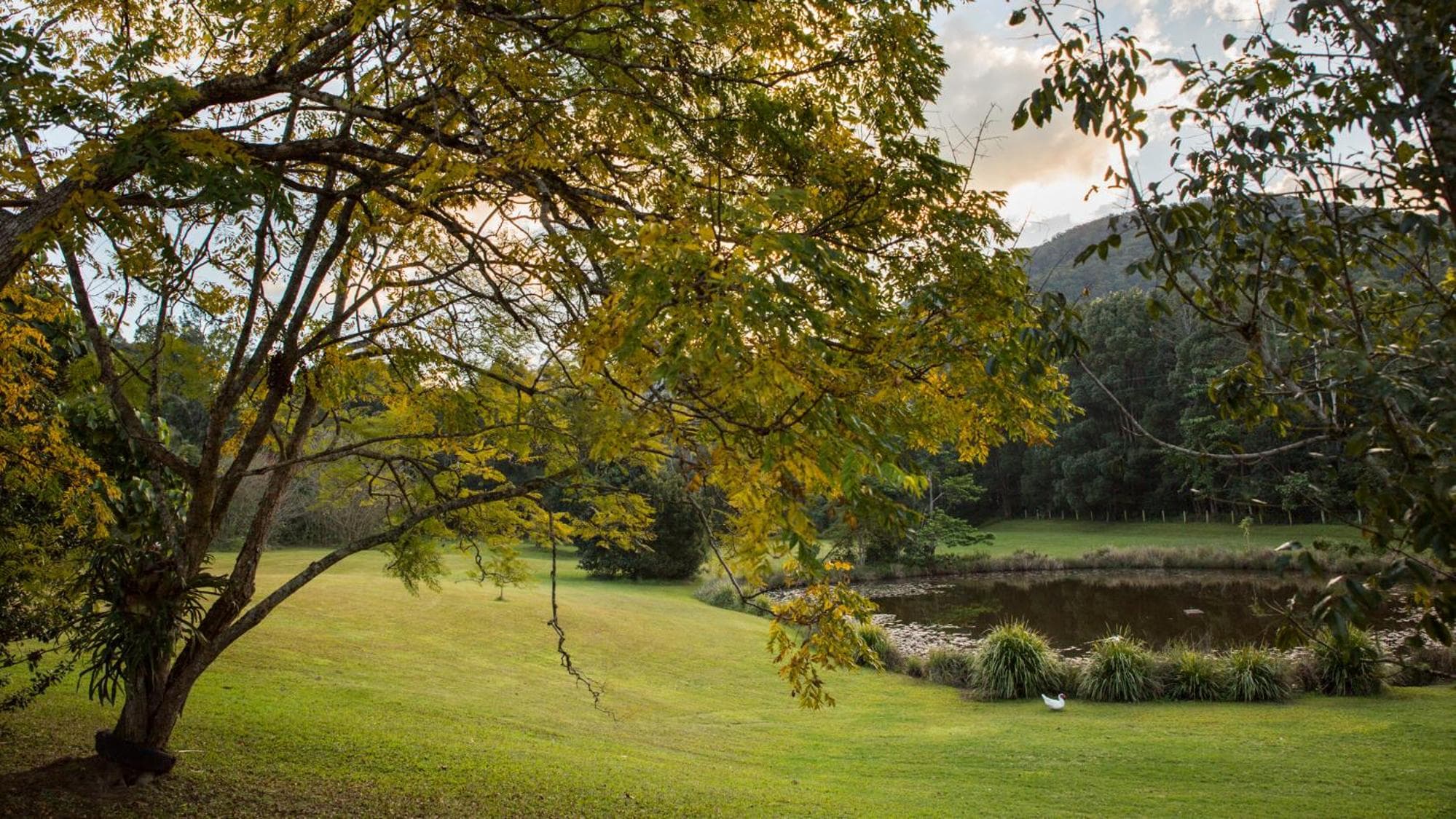 Mavis's Cabins @ Mt Warning, Uki, photo 2
