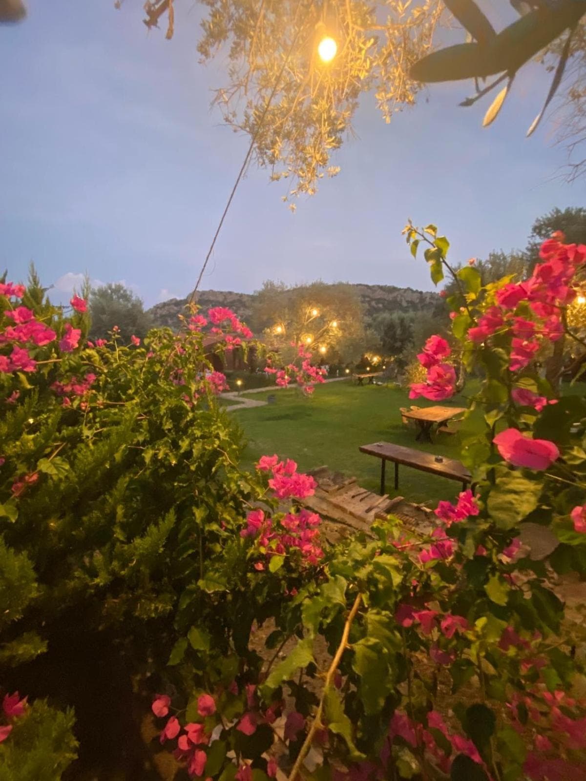 Suzi'nin Bahçesi Bungalov Evler, Datca, photo 3