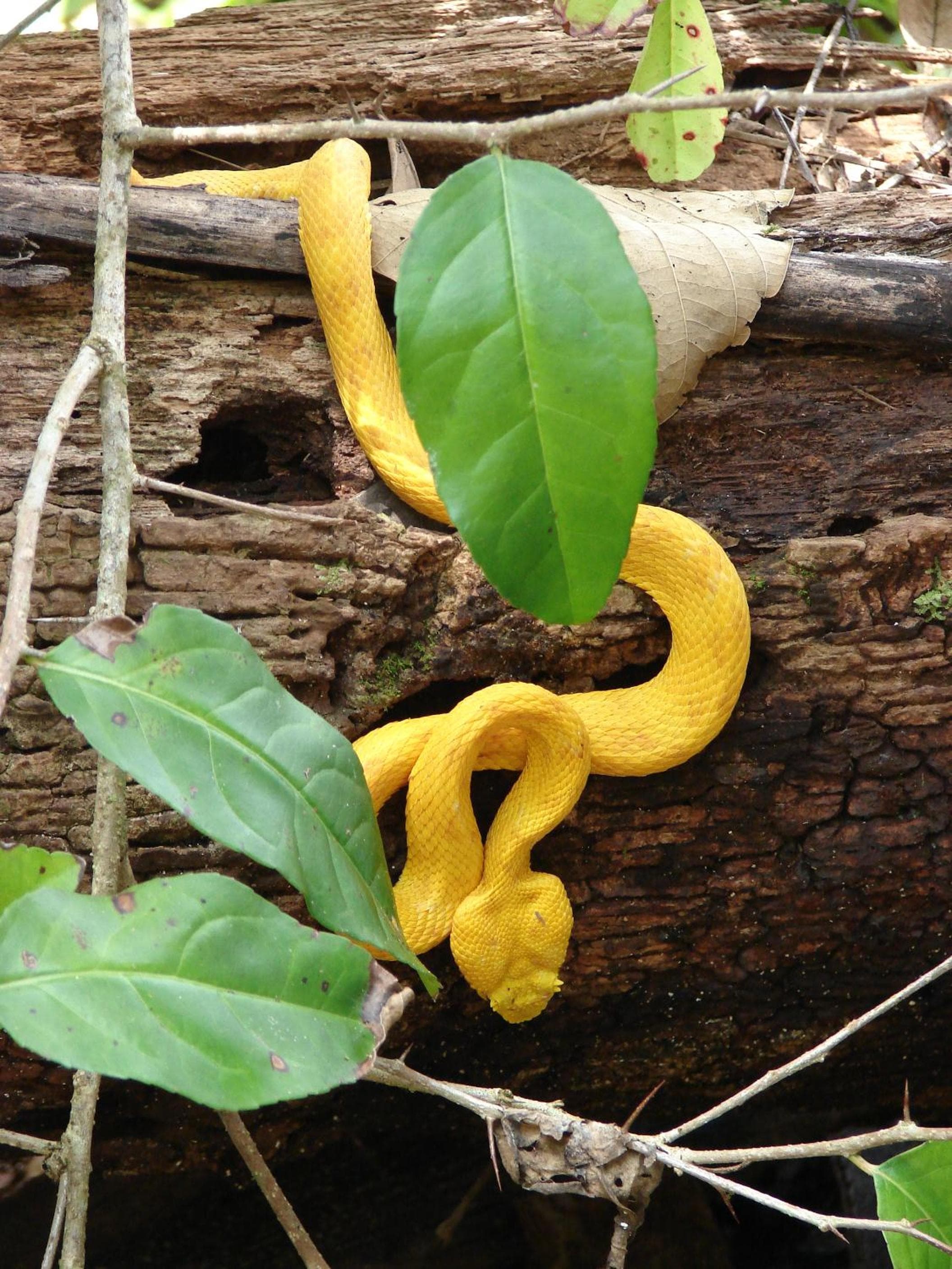 Babilonia, Cahuita, photo 4
