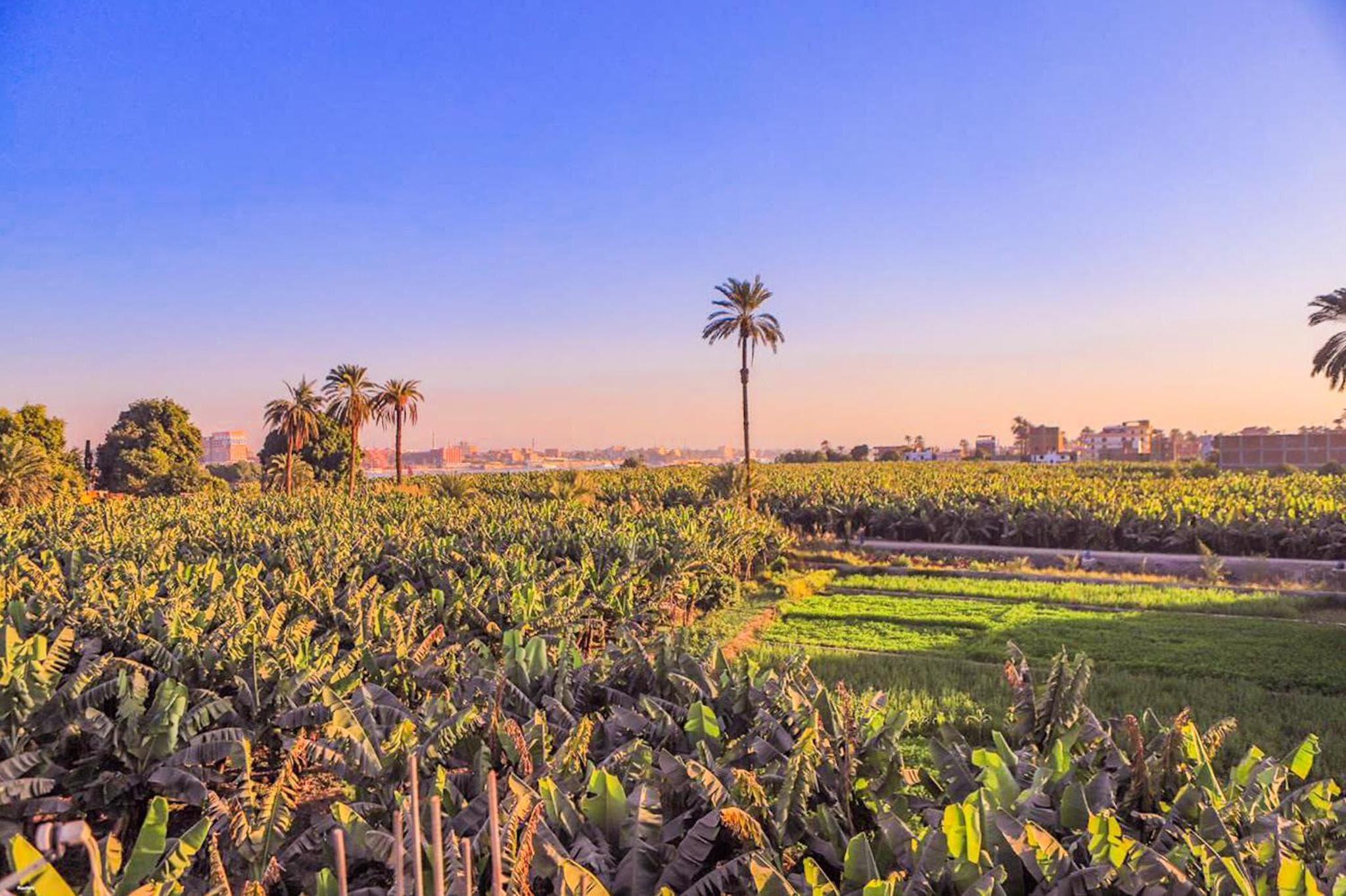 LUXOR DREAM - Panoramic Villa, Luxor, photo 4