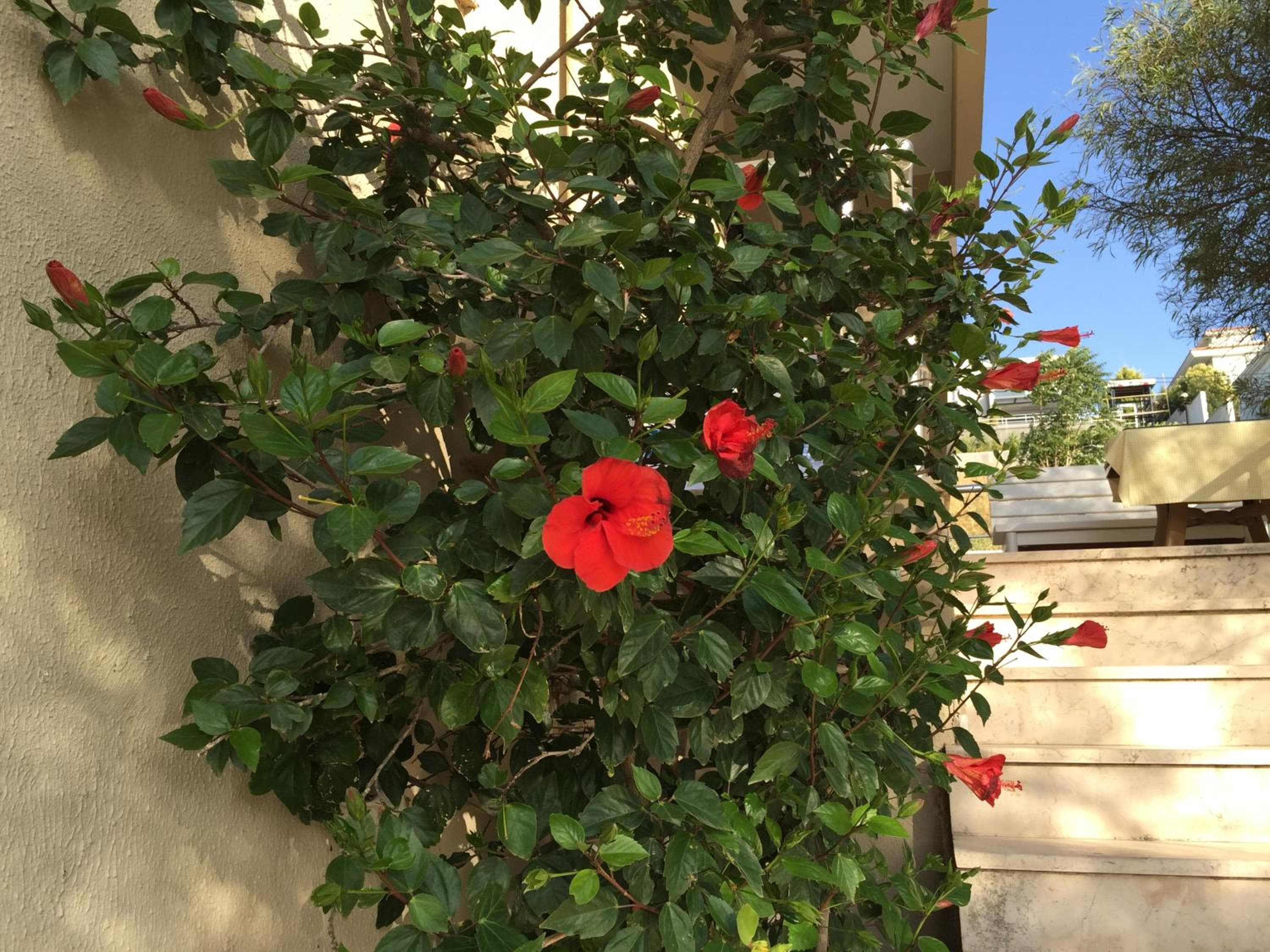 Cicek Apart Hotel, Cesme, photo 4