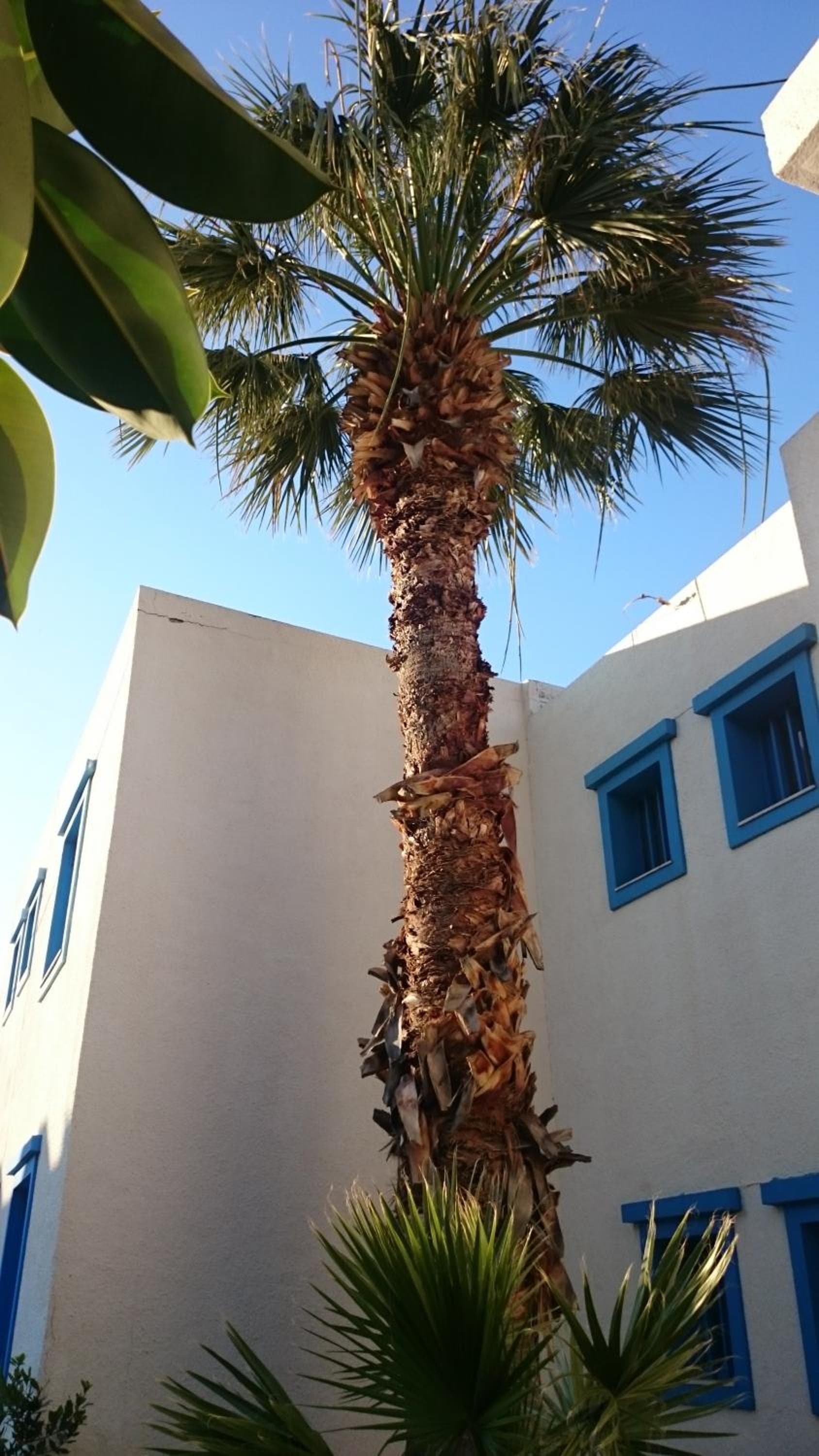 Amazones Villas Apartments, Stalida