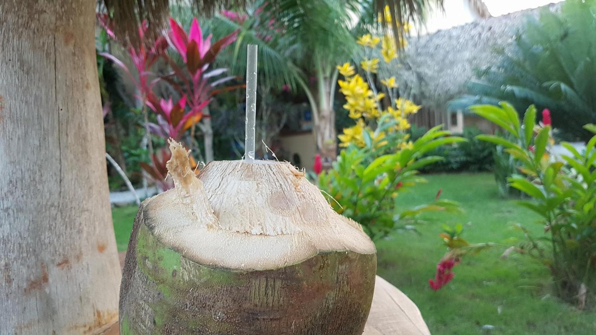 Residencia El Balatà, Las Terrenas, photo 5