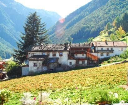 Alpenrose, Martello, photo 6