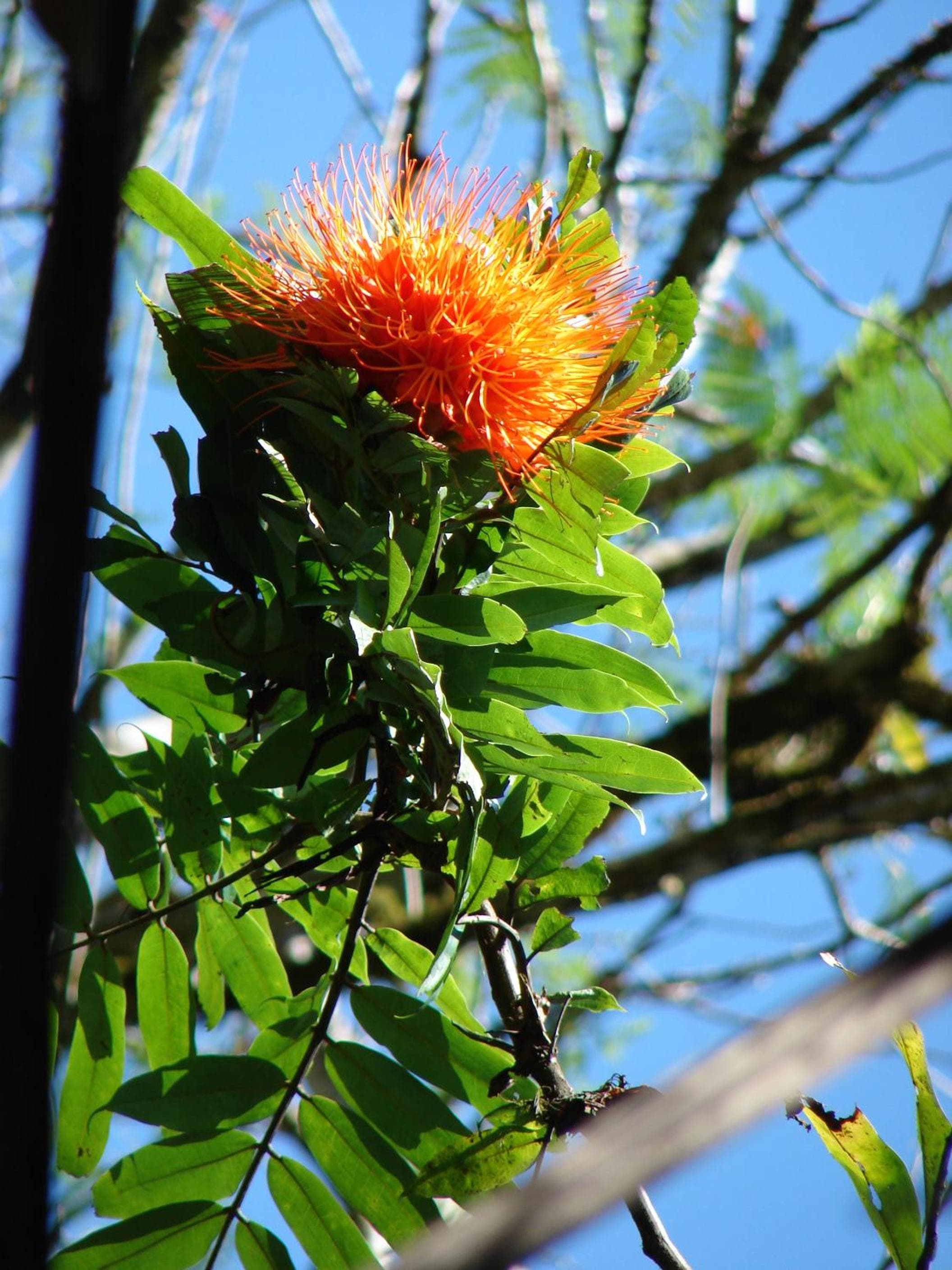 Babilonia, Cahuita, photo 2