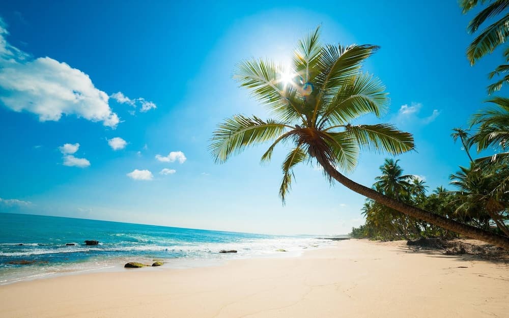 Palm Residence Deluxe Studios, Sunny Beach