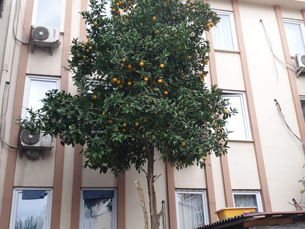 Old City Konstantinei Apartments, Istanbul, photo 3