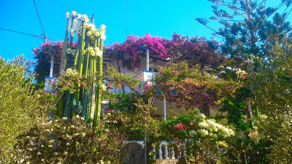 Angelika, Leros