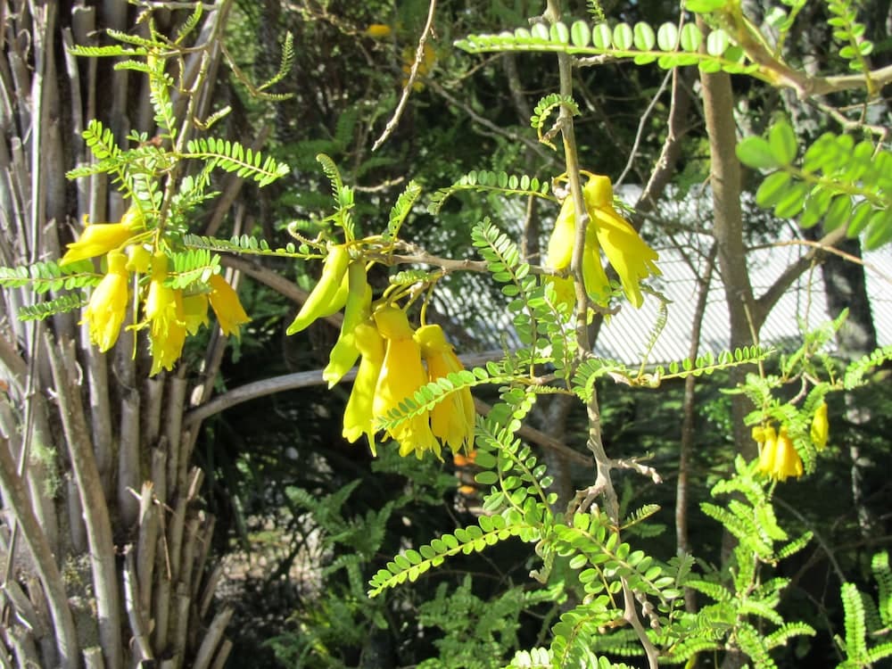 Craicor Accommodation, Paihia, photo 5