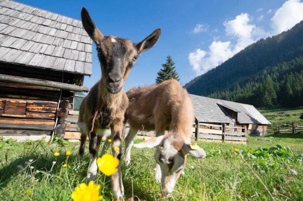 Holzboxen Planneralm, Irdning-Donnersbachtal, photo 4
